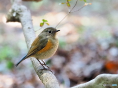 ゆるやかな時間