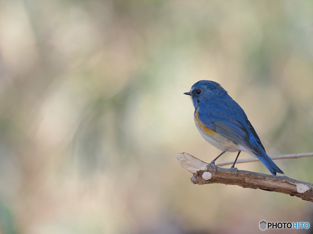 木漏れ日の中で