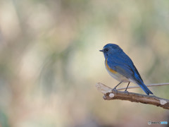 木漏れ日の中で