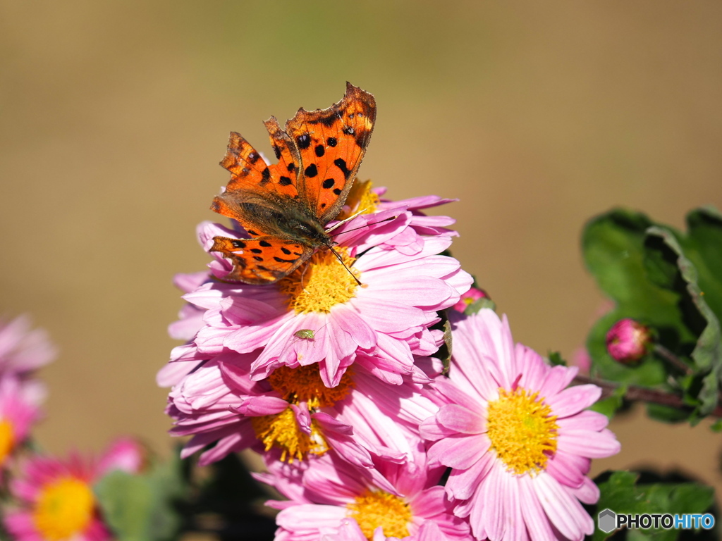 小春日和の一日