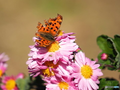 小春日和の一日