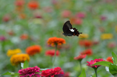 ジニア畑に舞う