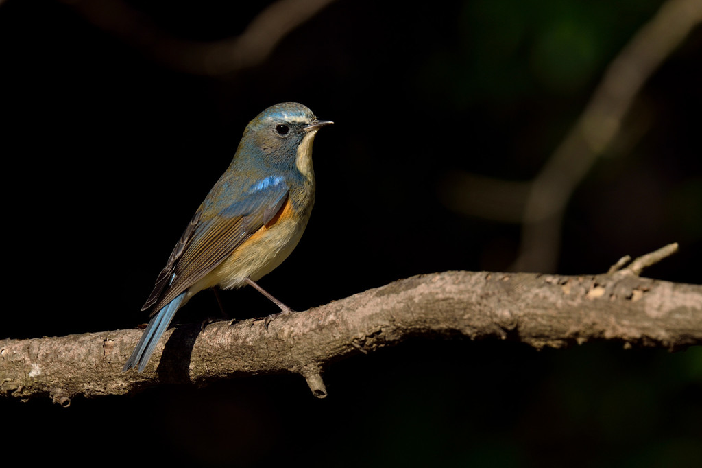 Blue tail