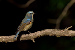 Blue tail