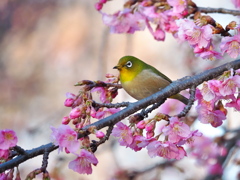 春を待つ