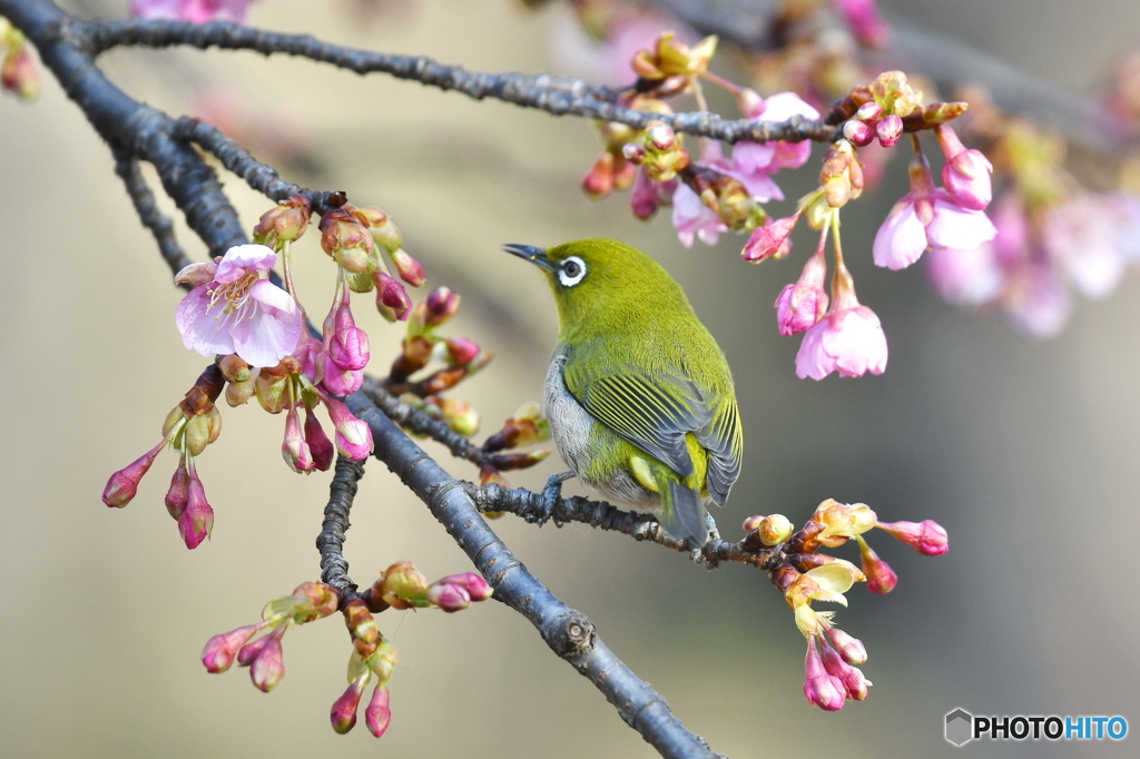 河津桜に