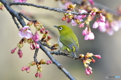 河津桜に