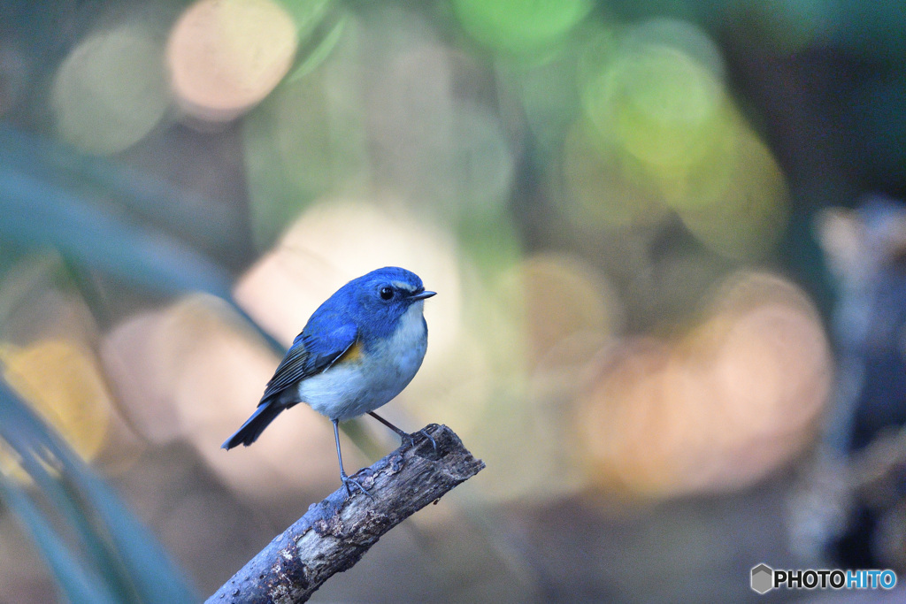 リラックスタイム
