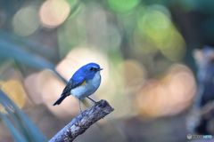 リラックスタイム