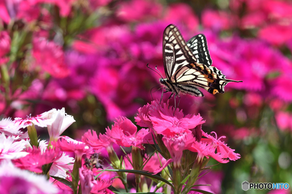 ナデシコにアゲハチョウ