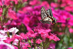 ナデシコにアゲハチョウ