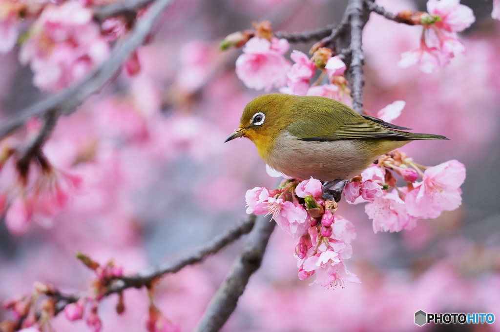 春爛漫