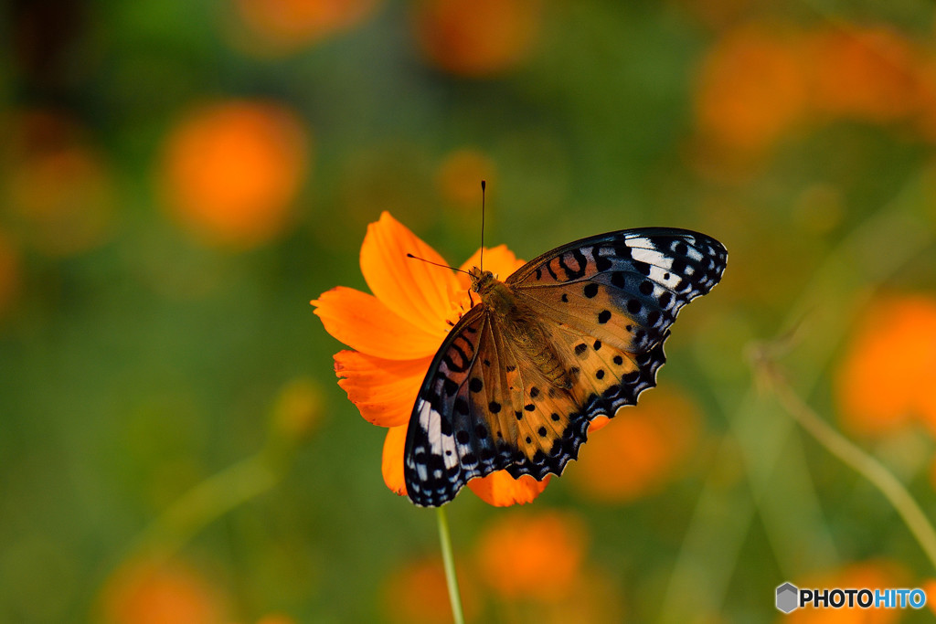 キバナコスモスに