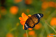 キバナコスモスに