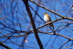 青空をバックに