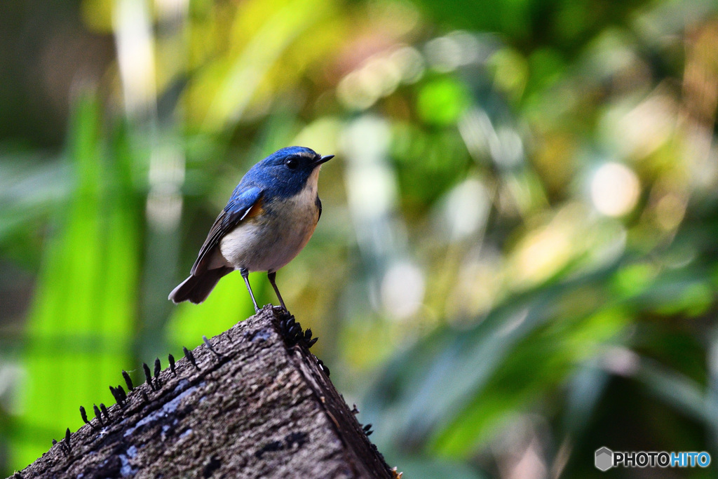 木洩れ日の夢　～ルリビタキ～
