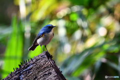 木洩れ日の夢　～ルリビタキ～