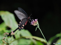 P9290591