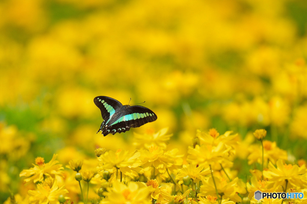 キバナコスモス畑のアオスジアゲハ