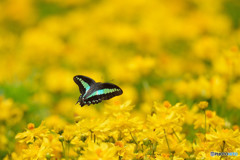 キバナコスモス畑のアオスジアゲハ