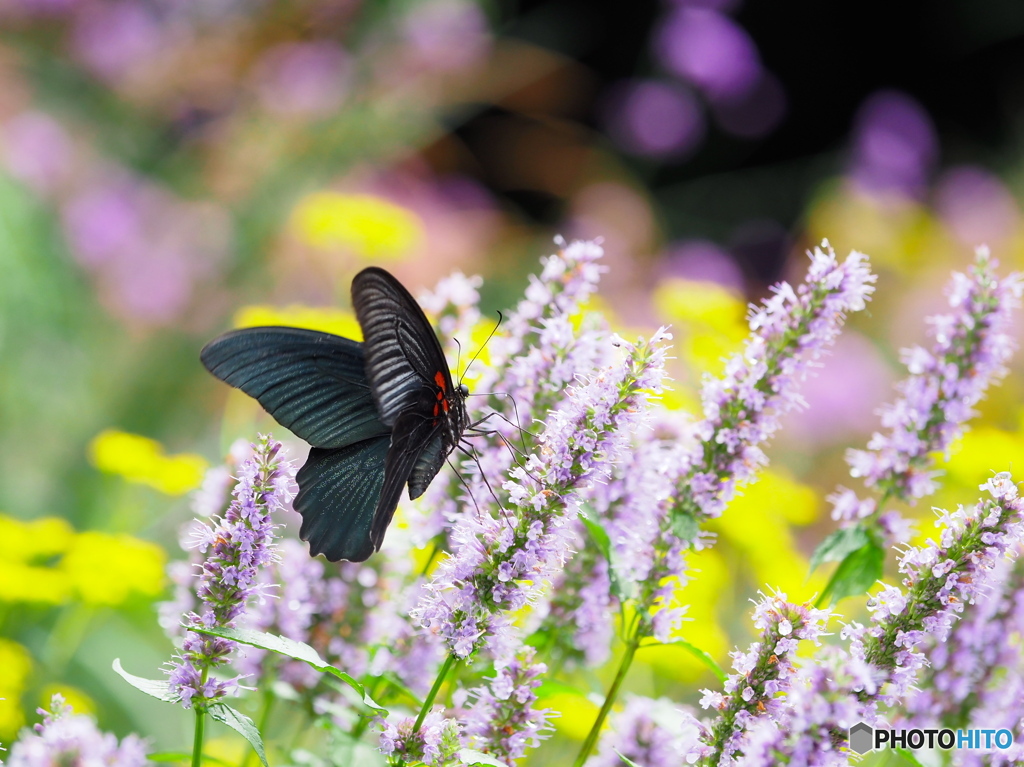 いつか思い出す