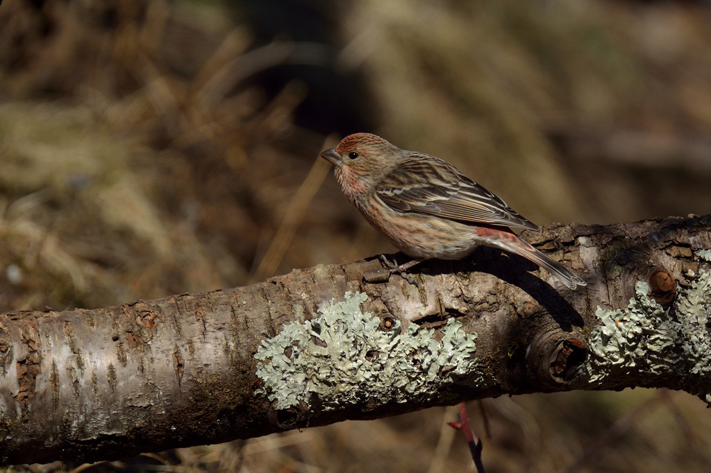 魅惑の野鳥