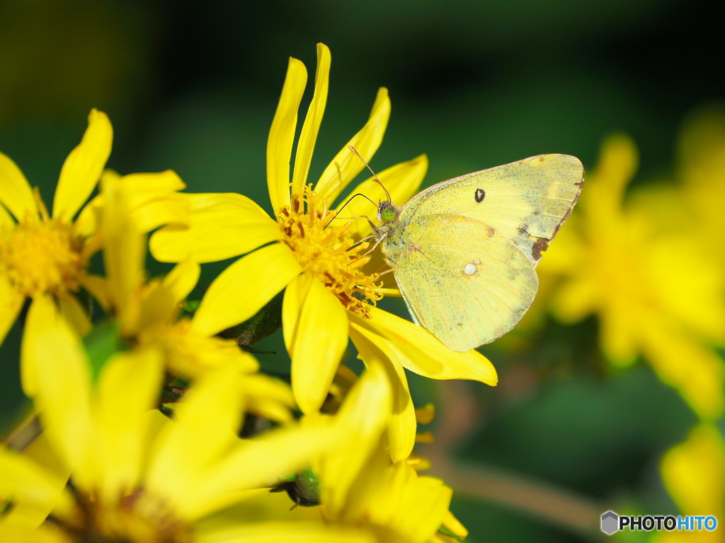 ツワブキとモンキチョウ