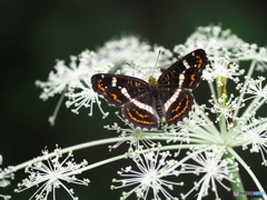 シシウドにサカハチチョウ