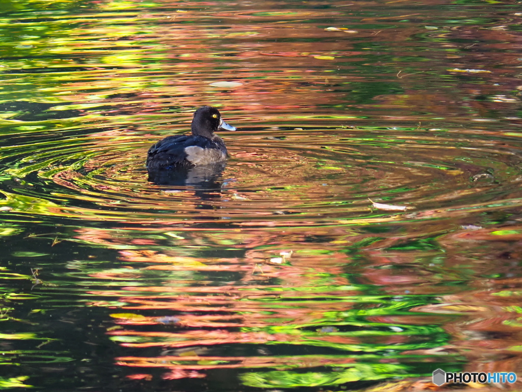 晩秋の池で