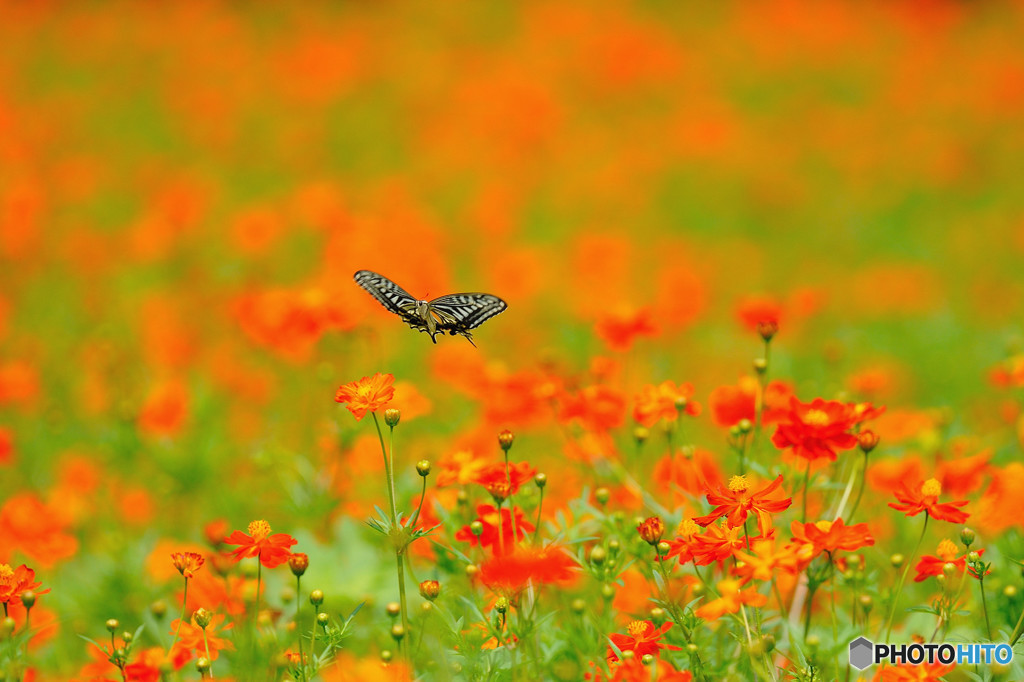 キバナコスモスに舞う