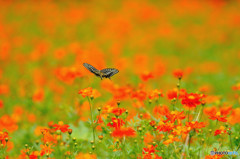 キバナコスモスに舞う