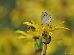 ツワブキにヤマトシジミ