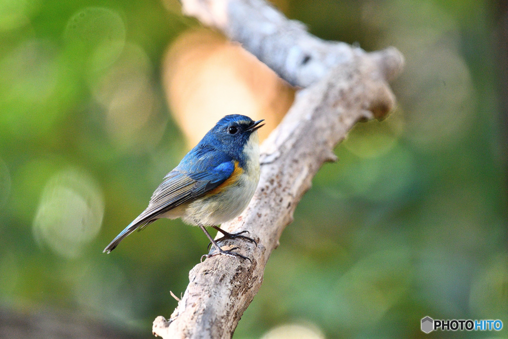 幸せの青い鳥『ルリビタキ』