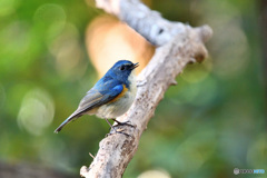 幸せの青い鳥『ルリビタキ』