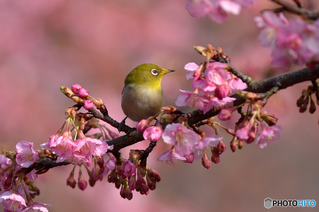 河津桜にメジロ