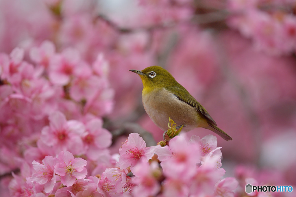 春の足音