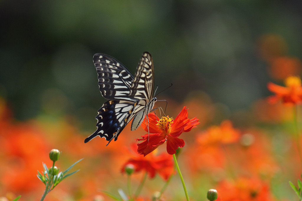 キバナコスモスにアゲハチョウ