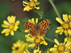 素敵な夢 素敵な夢