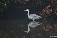 静かなひととき