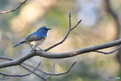 青い鳥