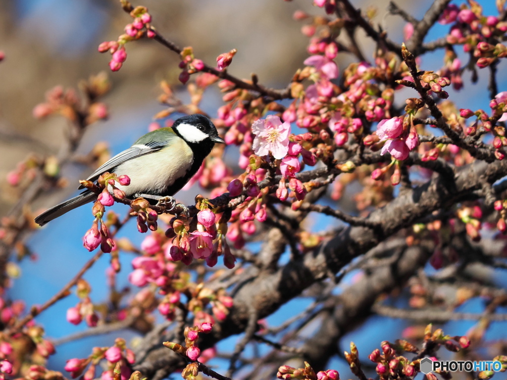 春めく