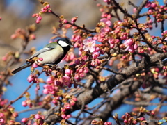 春めく