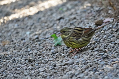 可愛いアオジさん