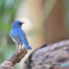 幸せ運ぶ青い鳥