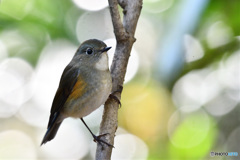 木漏れ日の中で