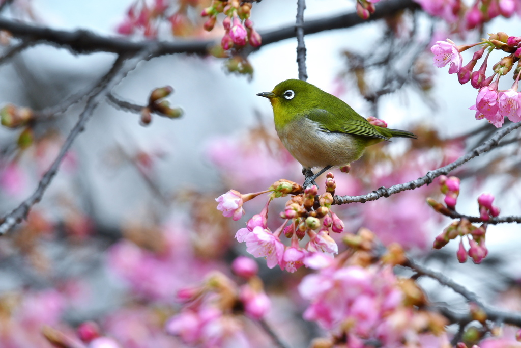 河津桜に