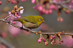 春爛漫