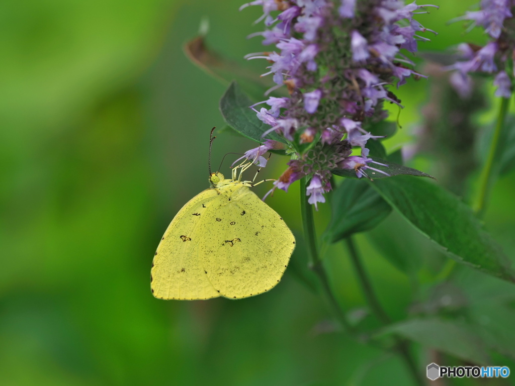 アガスターシェとキチョウ