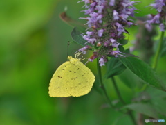 アガスターシェとキチョウ