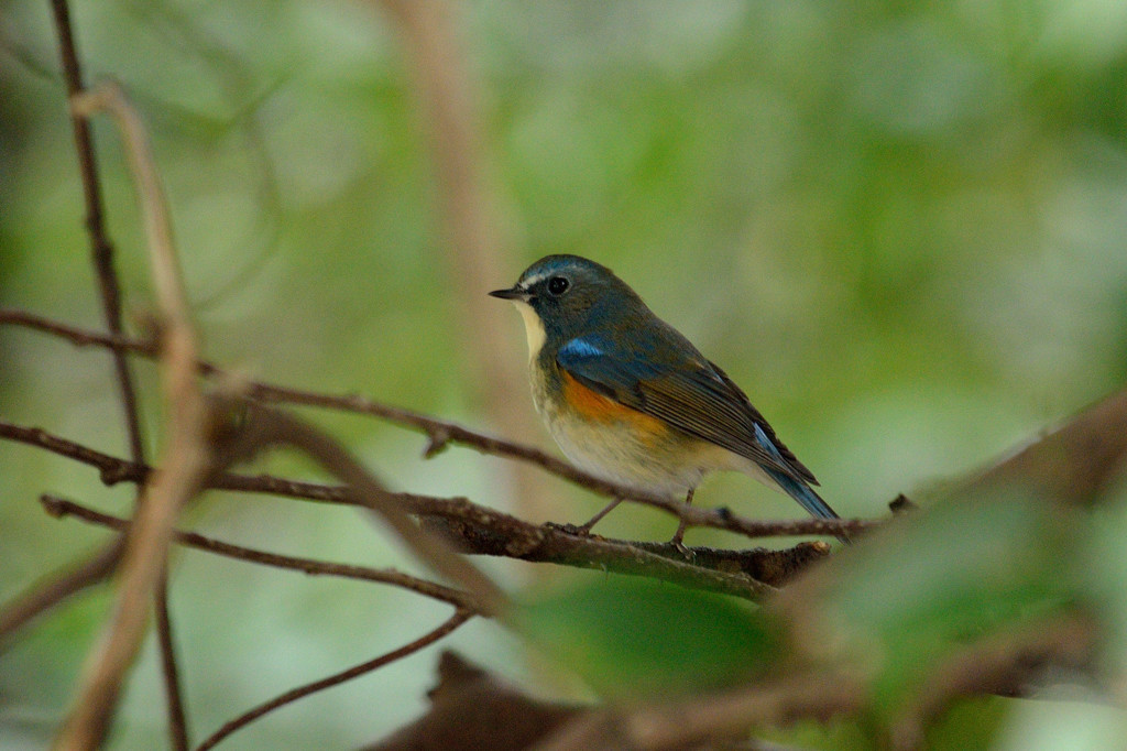 ゆるやかな時間